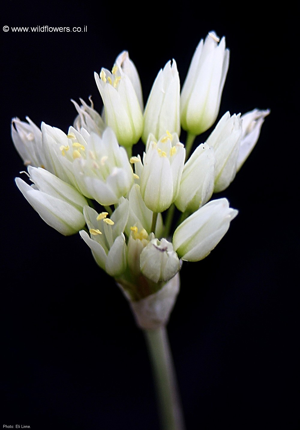 Allium erdelii